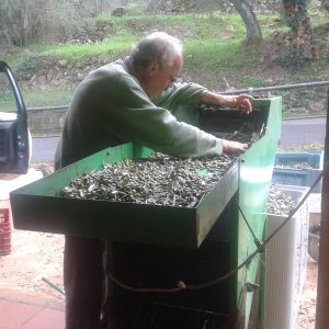 La prima raccolta delle olive